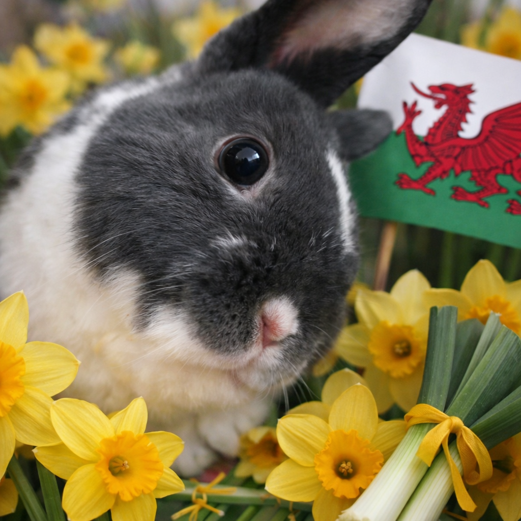 CCRR St David's Day Bunnies - Larry