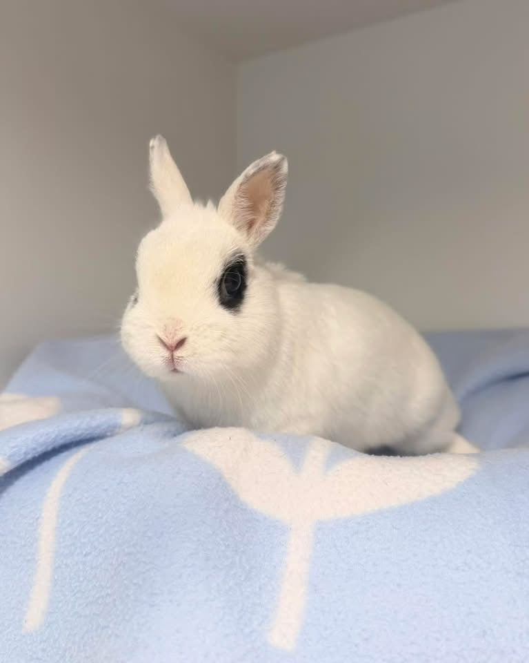 Clement Rabbit Rescue - Raising Funds for Jack’s Vet Bill