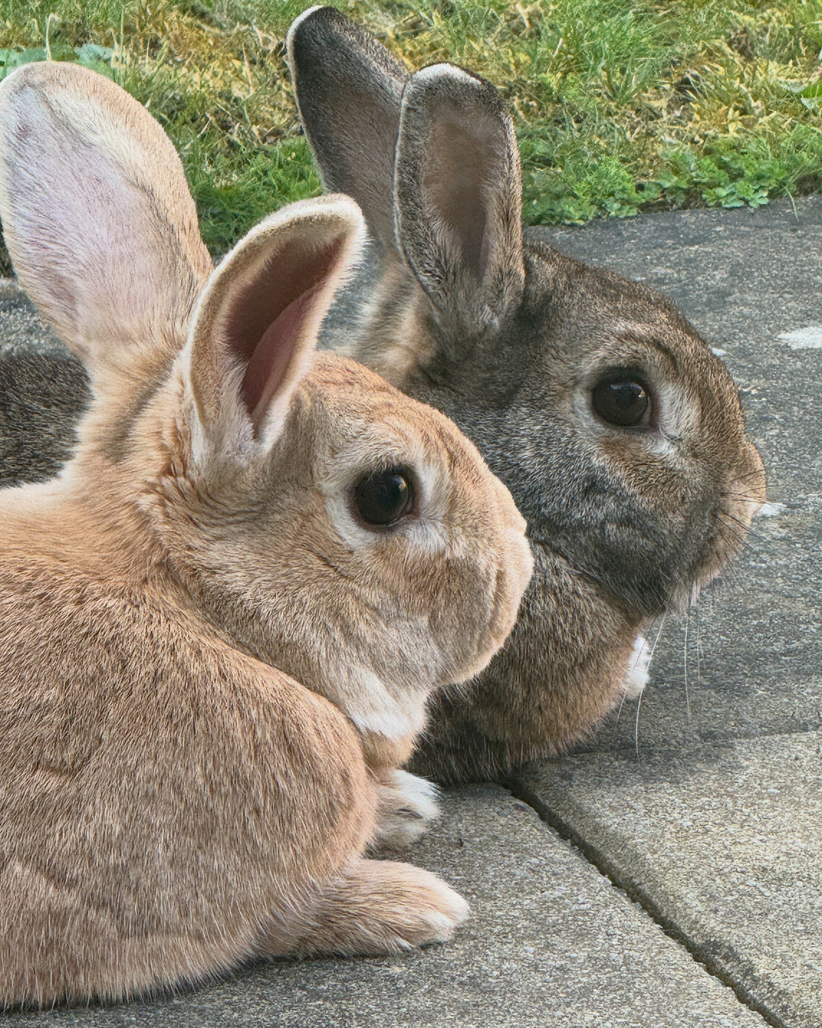 Hoppy Bunny Mail