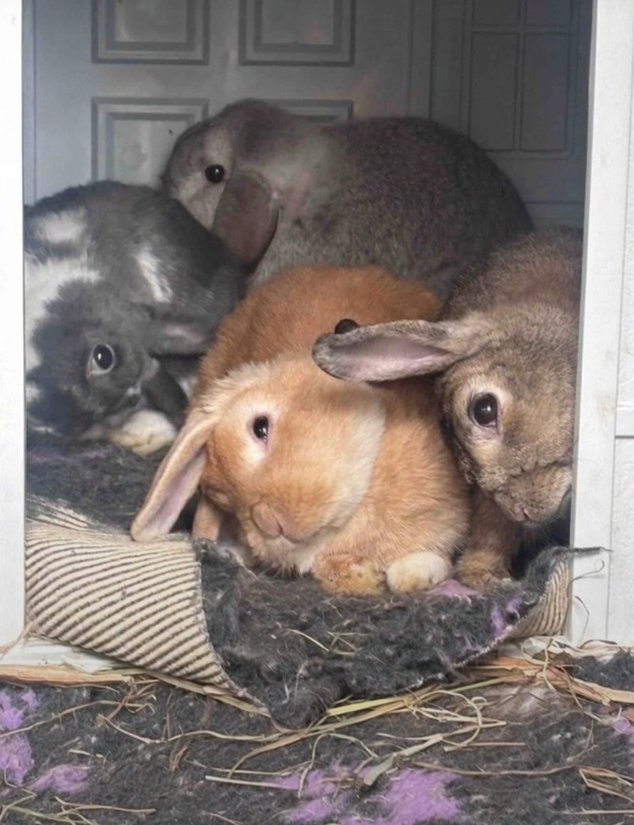 Wonky Buns - 3 Items Mystery Letter Box Surprise Carrot Cottage Rabbit Rescue