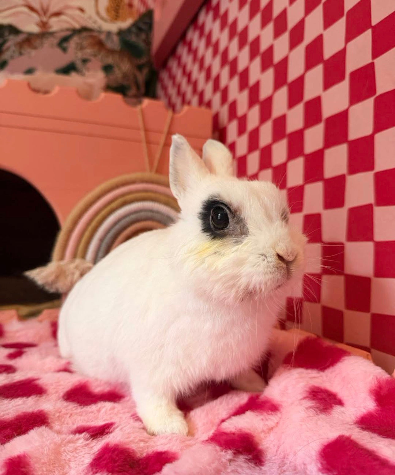 Fundraiser for Clement Rabbit Rescue