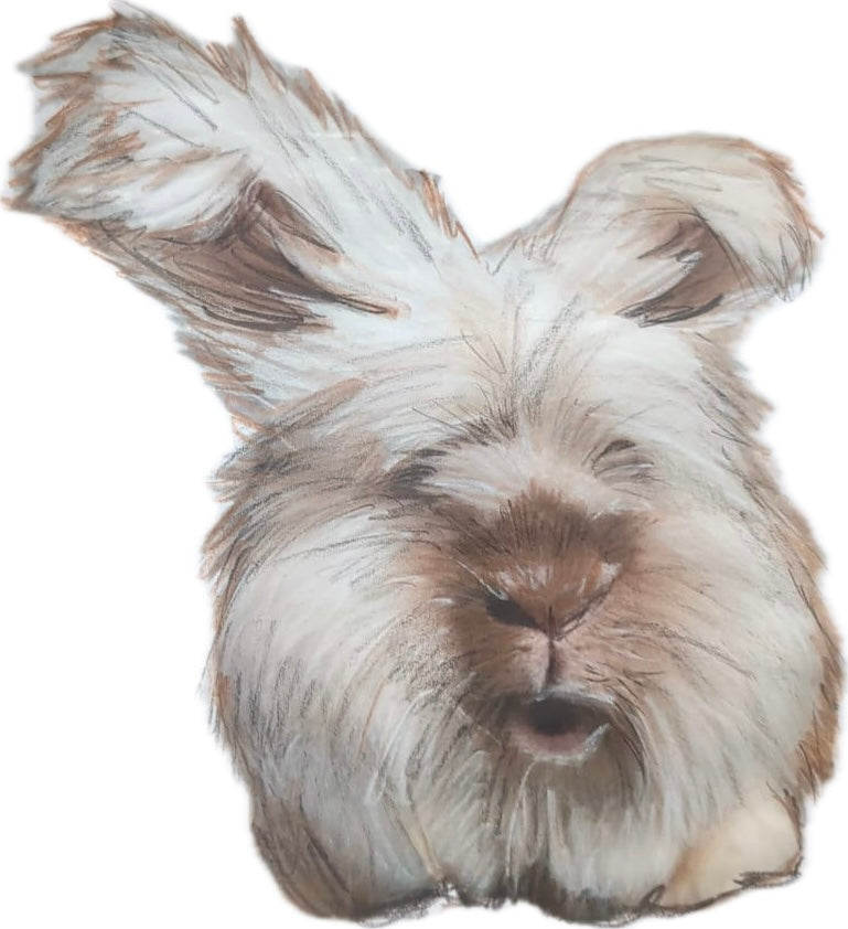 Carrot Cottage Rabbit Rescue - Bruce - by Fiona – JJRabbitHouse