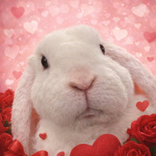 CCRR Valentine’s Day Pumpkin