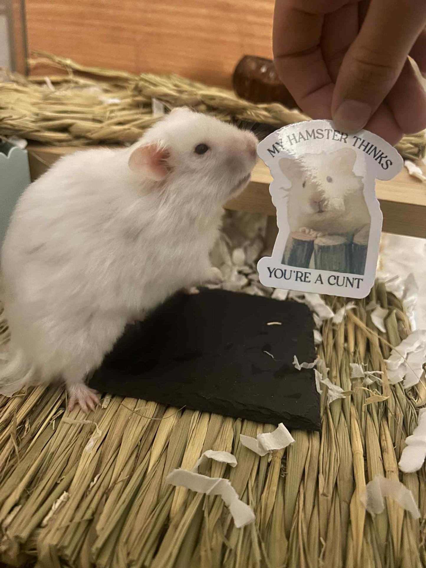 My Hamster thinks you’re a Cunt