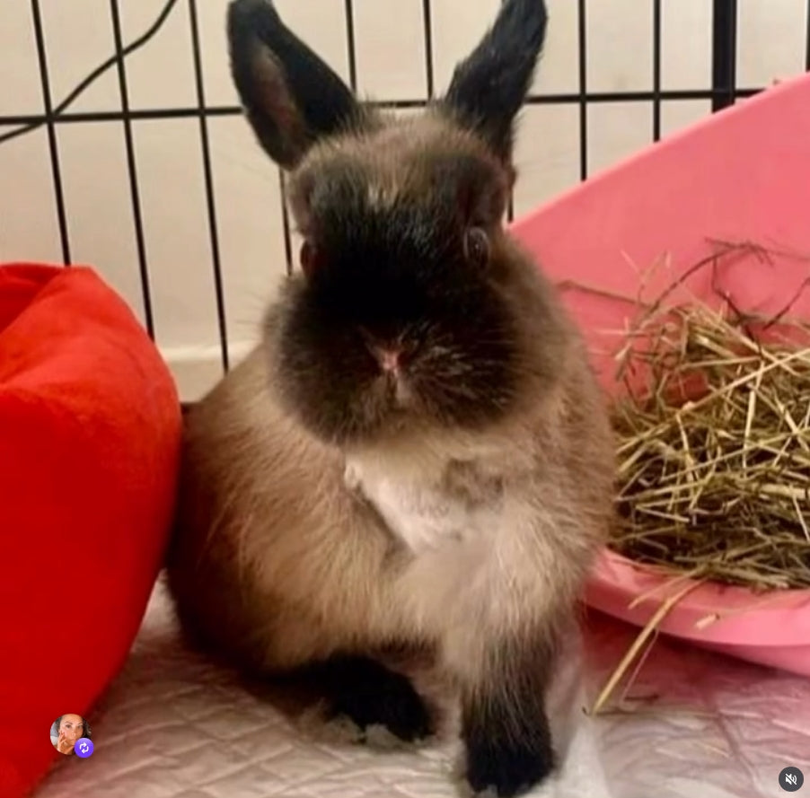 Fundraiser for the fluffle bunny Koko