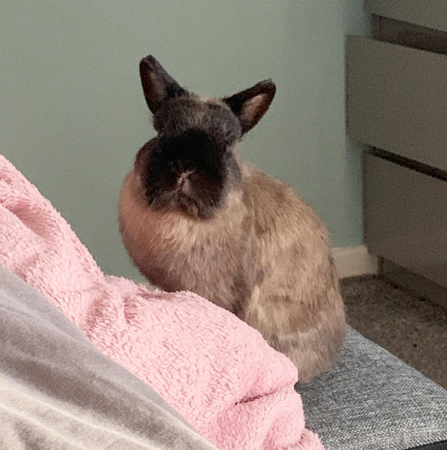 Fundraiser for the fluffle bunny Koko